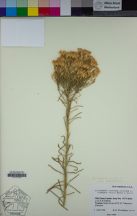 Ericameria nauseosa image