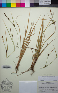 Carex pellita image