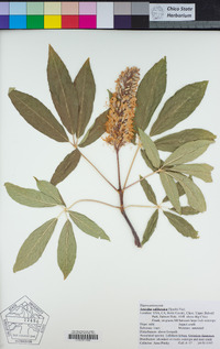 Aesculus californica image