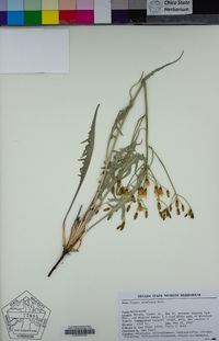 Crepis acuminata image