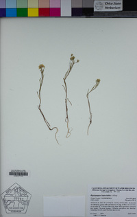 Rigiopappus leptocladus image