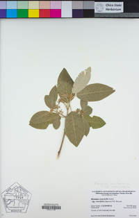 Frangula californica subsp. crassifolia image
