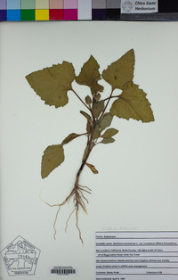 Xanthium strumarium image