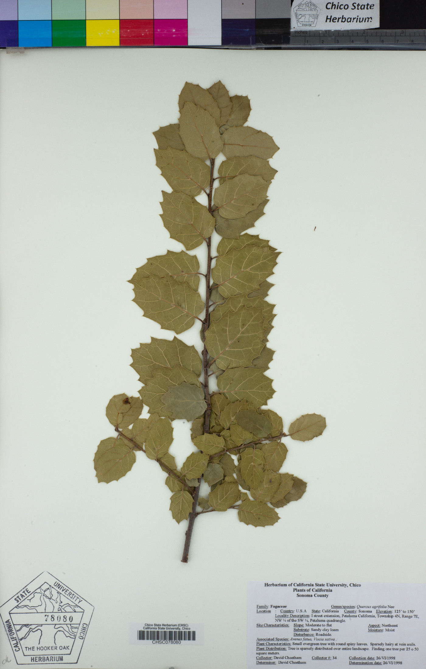 Quercus agrifolia image