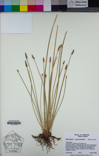 Eleocharis macrostachya image