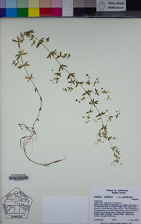 Galium trifidum subsp. columbianum image