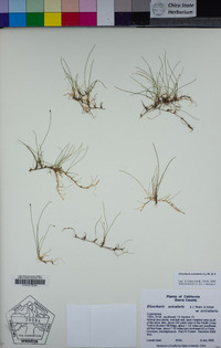 Eleocharis acicularis image