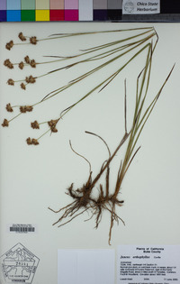 Juncus orthophyllus image