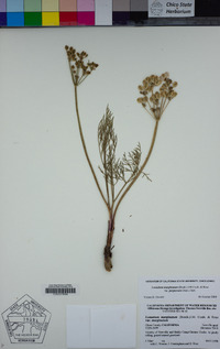 Lomatium marginatum var. purpureum image