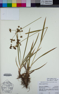 Scirpus congdonii image