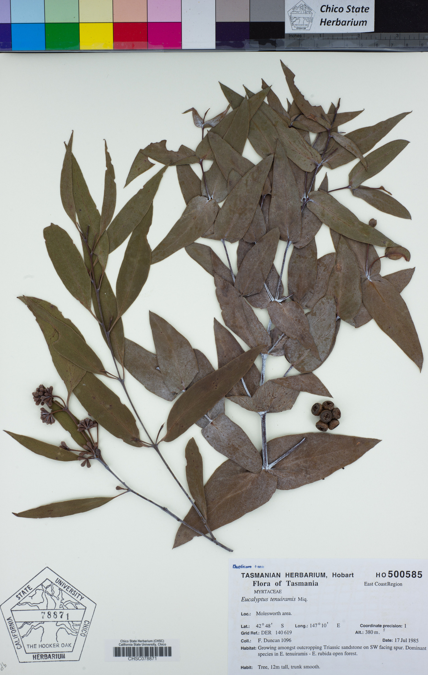 Eucalyptus tenuiramis image