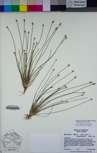 Eleocharis engelmannii image