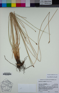 Eleocharis rostellata image