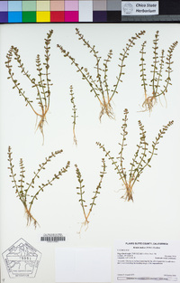 Rotala indica image