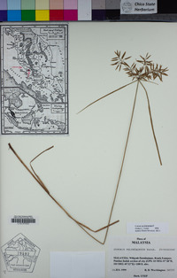 Cyperus polystachyos image