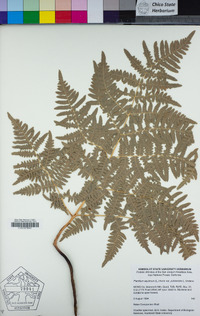 Pteridium aquilinum image