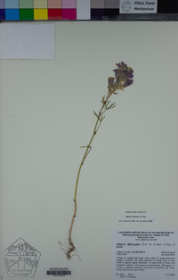 Sidalcea hirsuta image