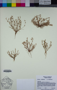 Juncus bufonius var. bufonius image