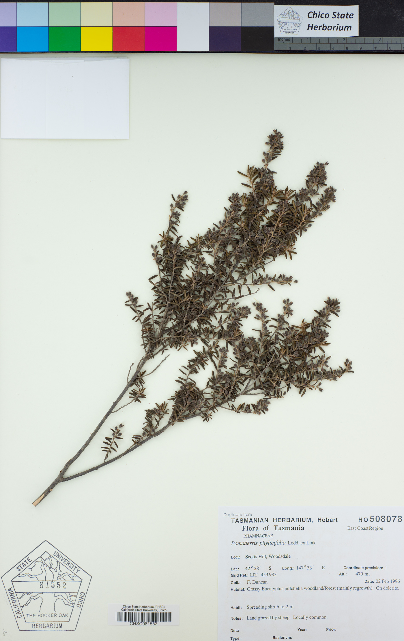 Pomaderris phylicifolia image