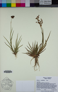 Juncus ensifolius image