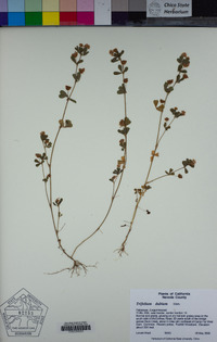 Trifolium dubium image