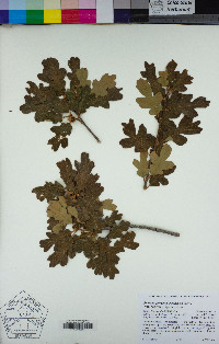 Quercus garryana var. breweri image