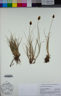 Carex breweri image