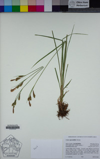 Carex spectabilis image