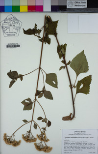 Ageratina adenophora image