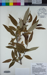 Salix lasiandra var. lasiandra image