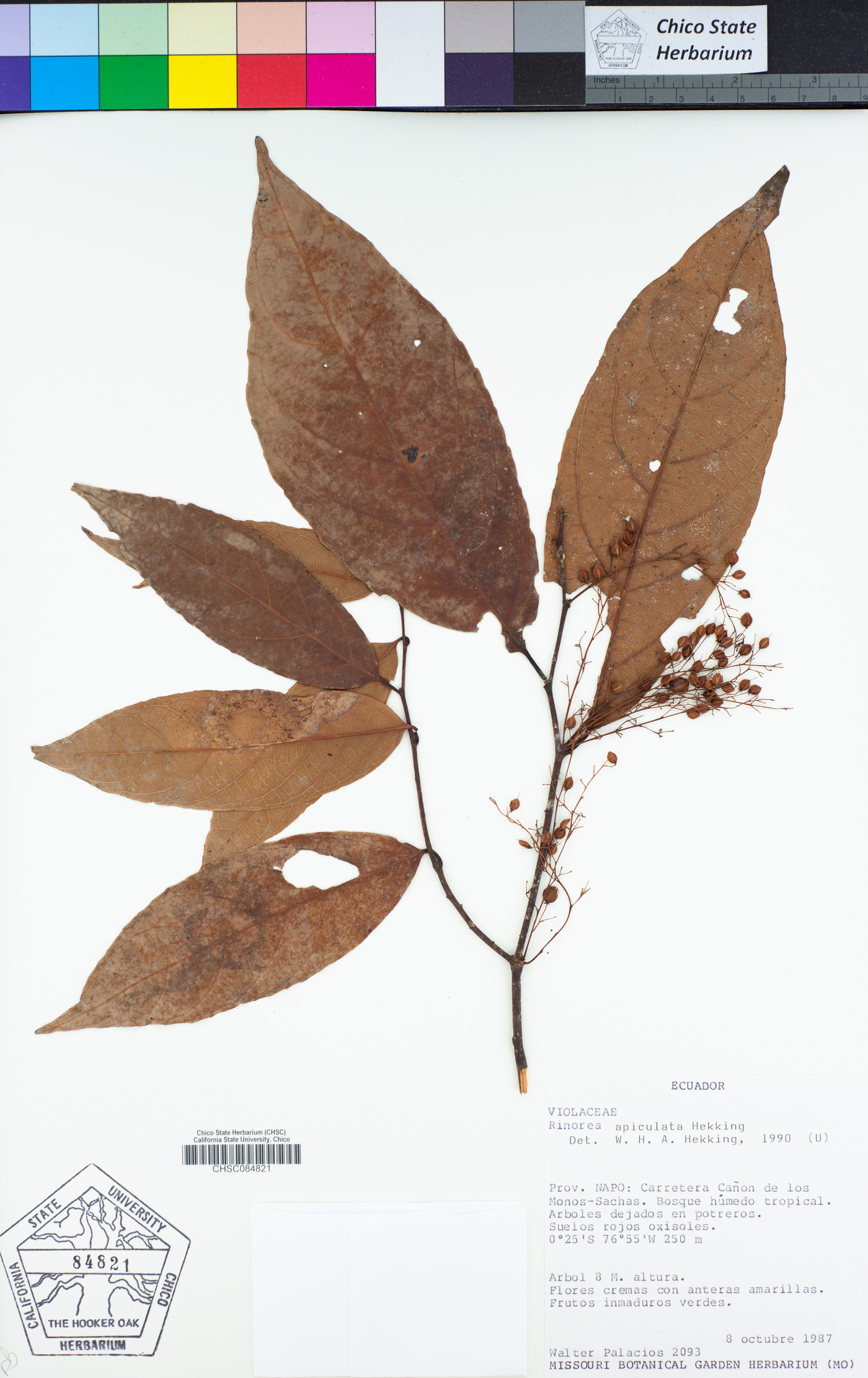 Rinorea apiculata image
