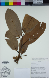 Image of Annona papilionella