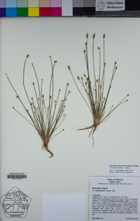 Eleocharis engelmannii image