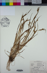 Carex blanda image