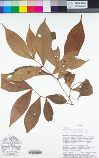 Image of Rinorea lindeniana
