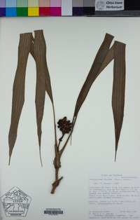 Image of Evodianthus funifer