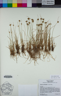 Juncus confusus image