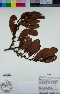 Image of Osteophloeum platyspermum
