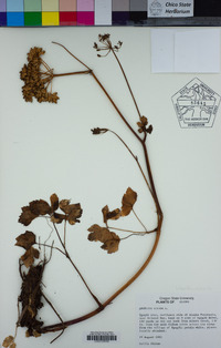 Angelica lucida image