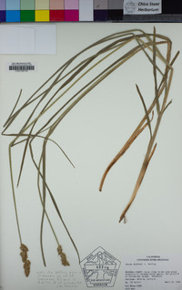 Carex densa image