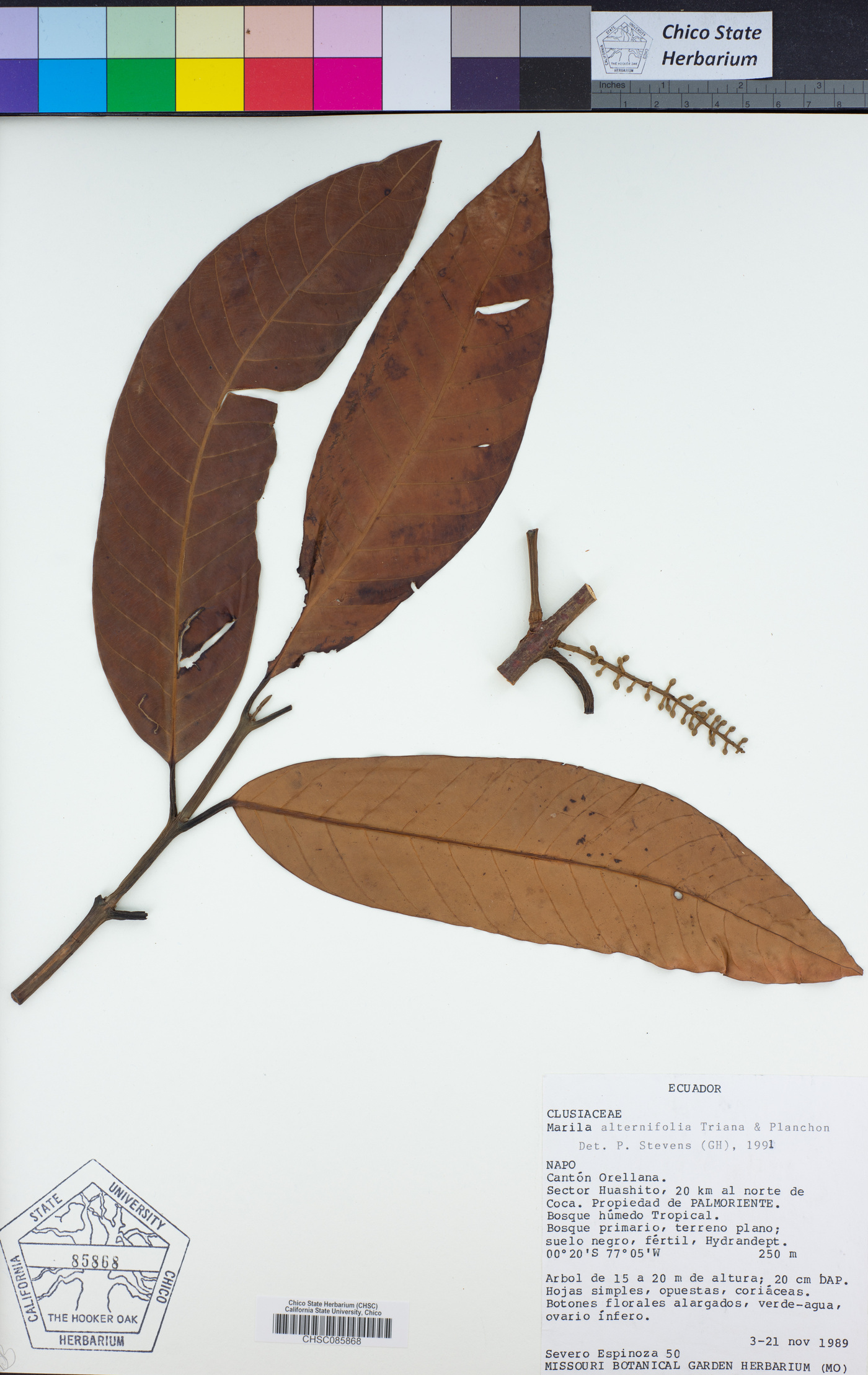Marila alternifolia image