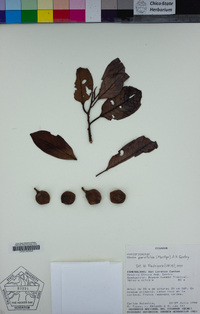 Image of Otoba parvifolia