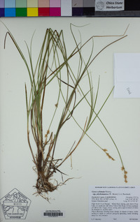 Carex echinata image