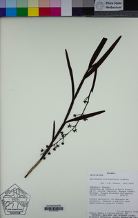 Image of Epidendrum brachyglossum