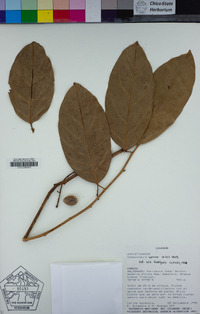 Image of Compsoneura sprucei