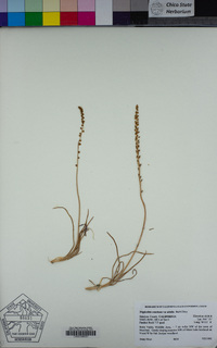 Triglochin concinna var. debilis image