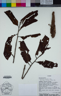 Image of Iryanthera juruensis