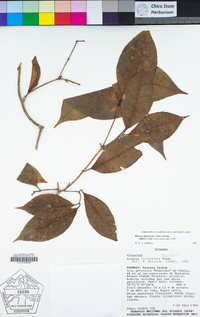 Image of Rinorea flavescens