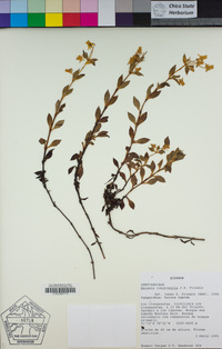 Image of Halenia longicaulis