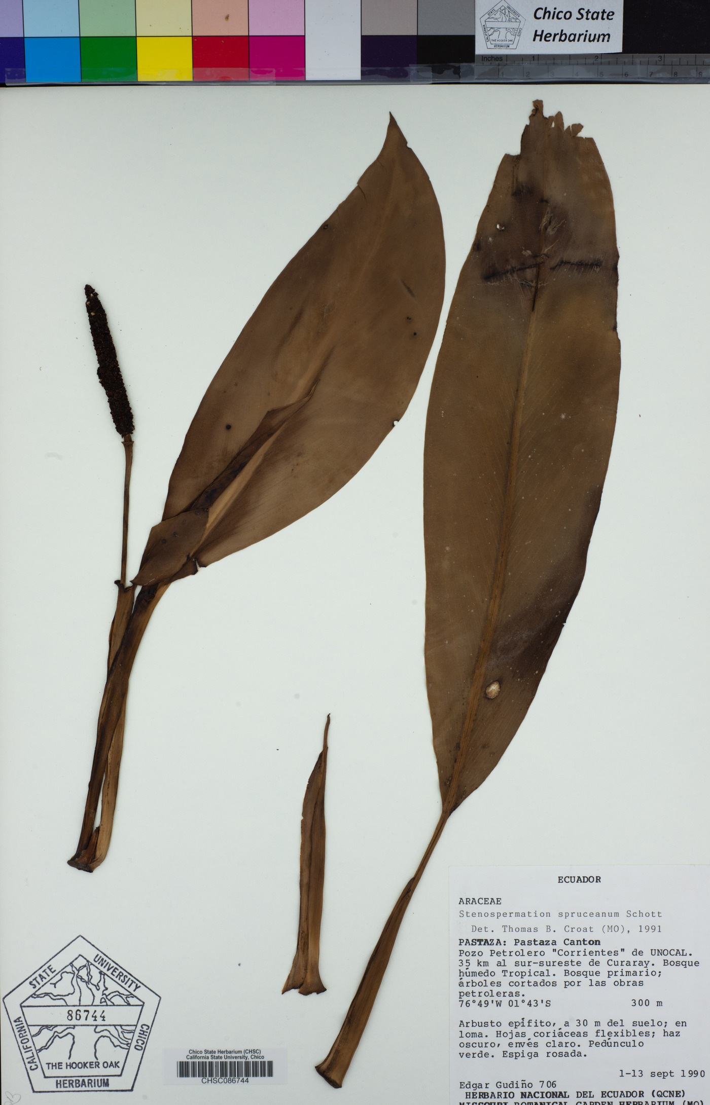 Stenospermation spruceanum image